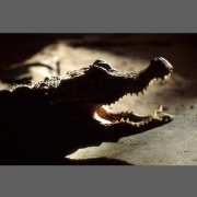 krokodil